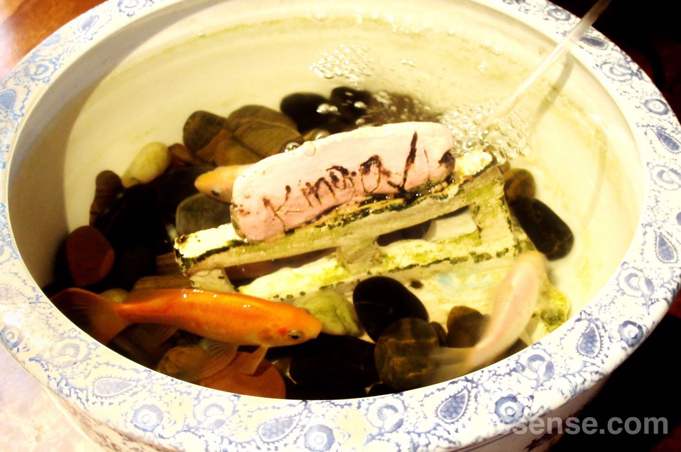 KINGYO店内で見られる金魚