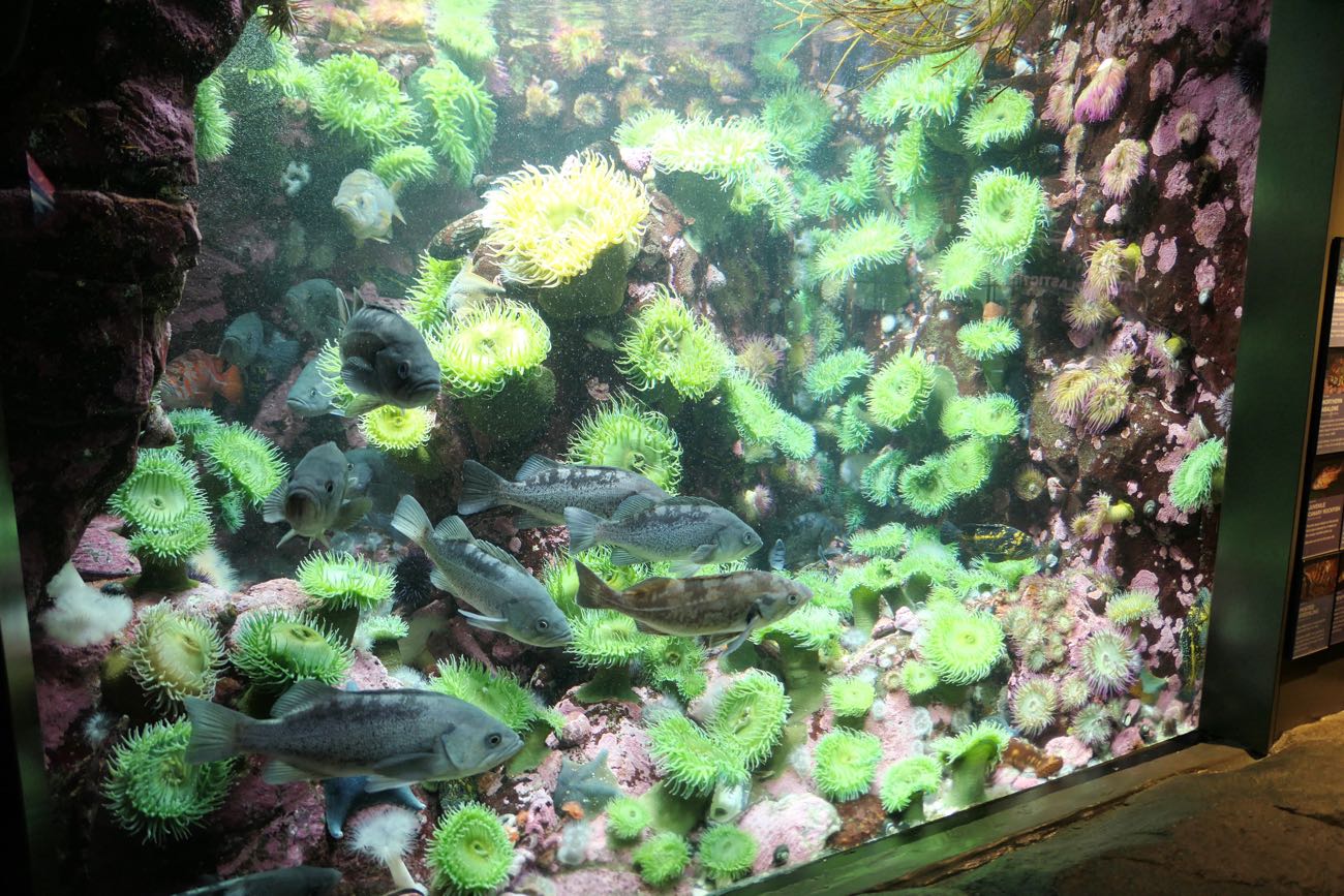 Giant Green Anemone