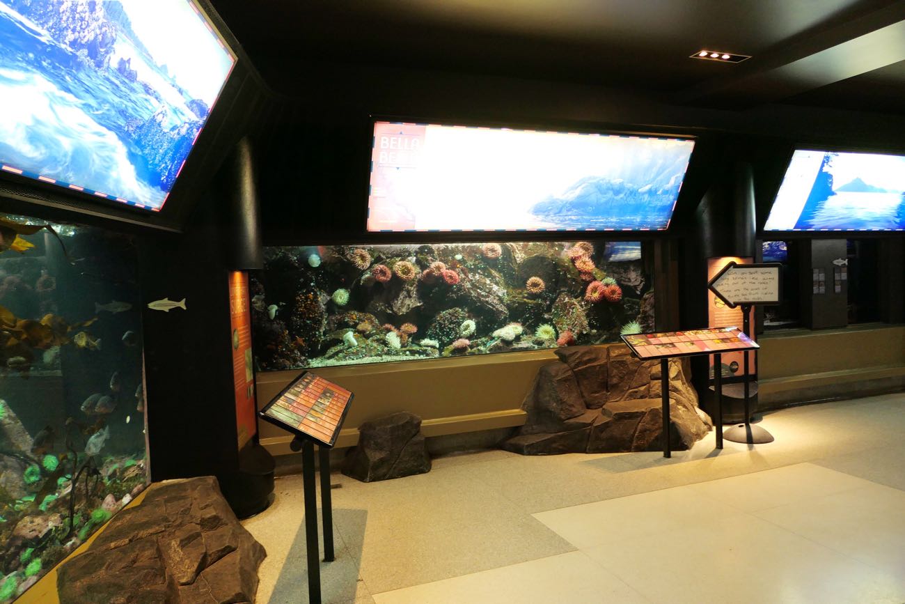 ブリティッシュコロンビア沿岸の魚たち