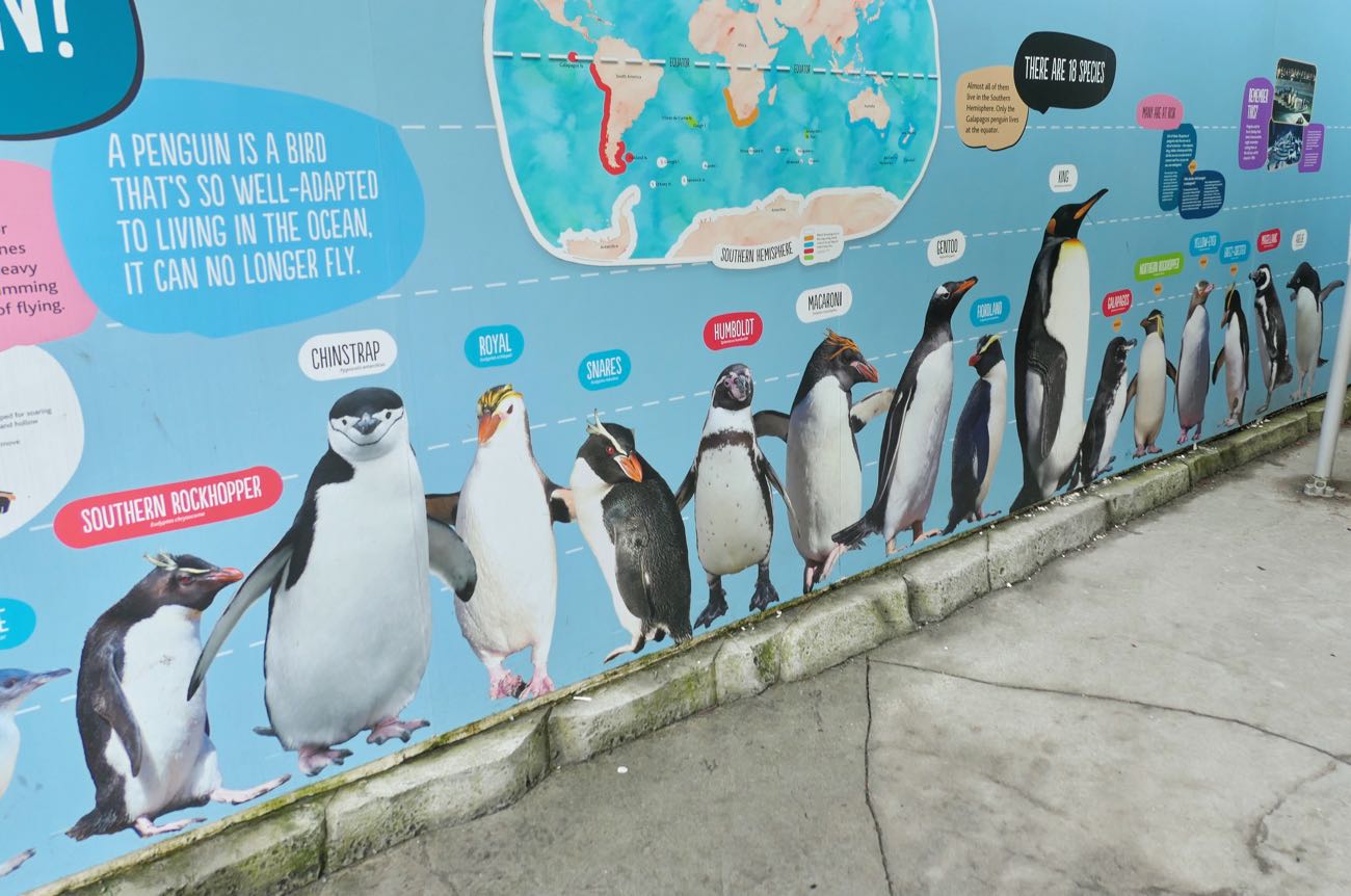 ペンギンの大きさがわかる