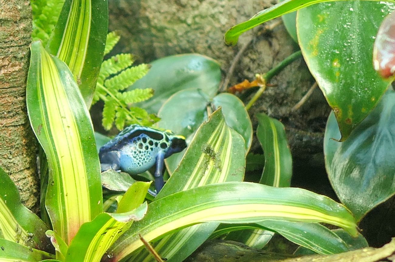 毒を持ってそうな色のカエル