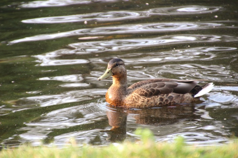 Canada Gooseの子ども